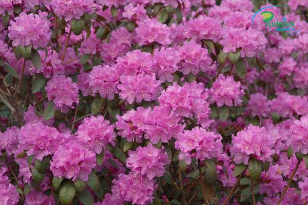 Rhododendron Regal